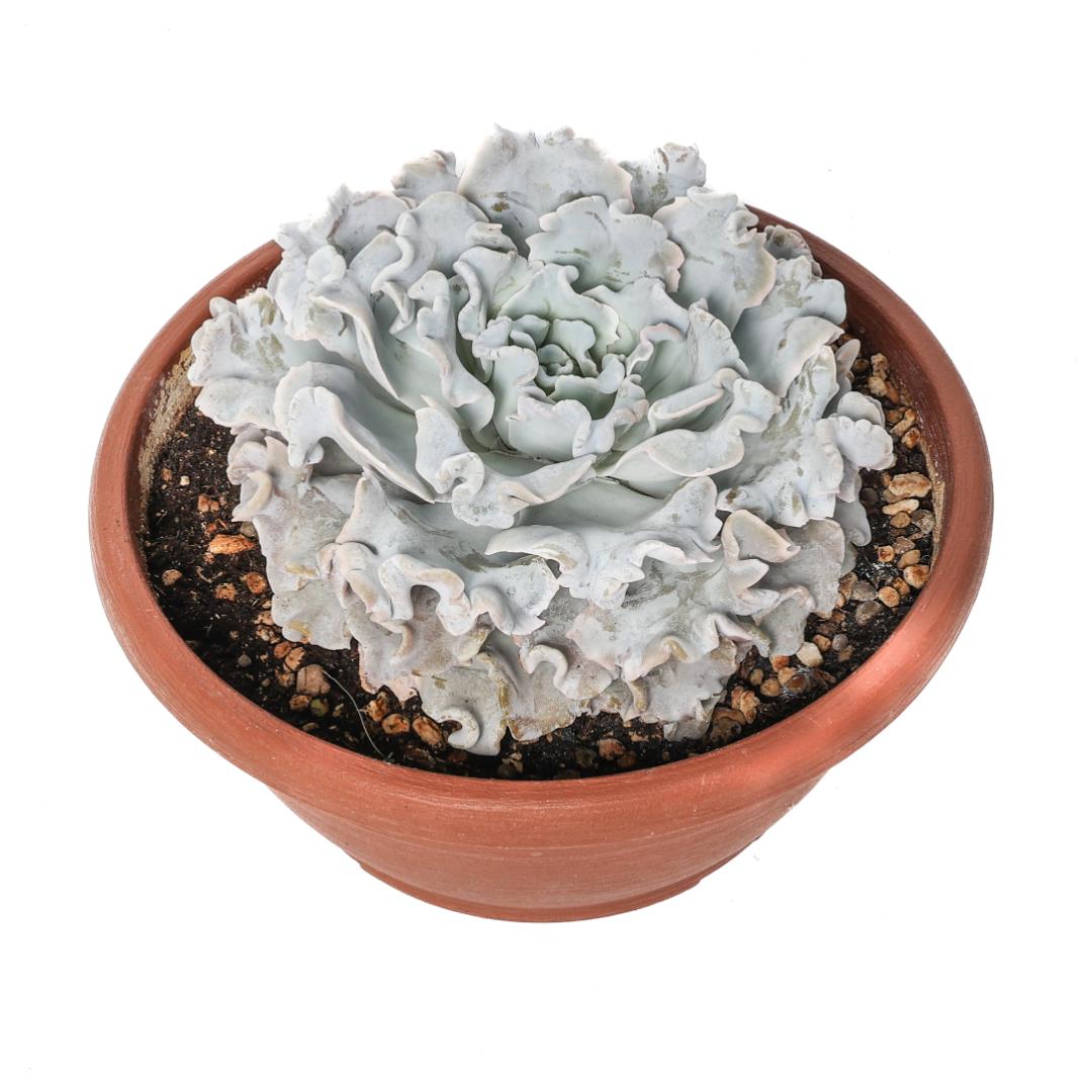Echeveria 'Crispate Beauty' Ø 25 cm