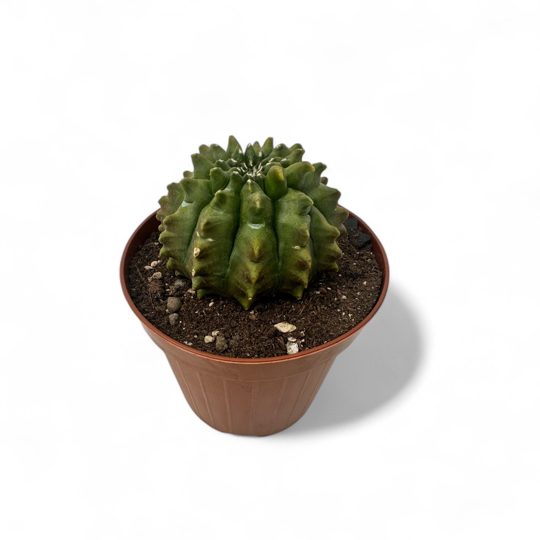 Gymnocalycium mihanovichii inermis mostruoso Ø 12