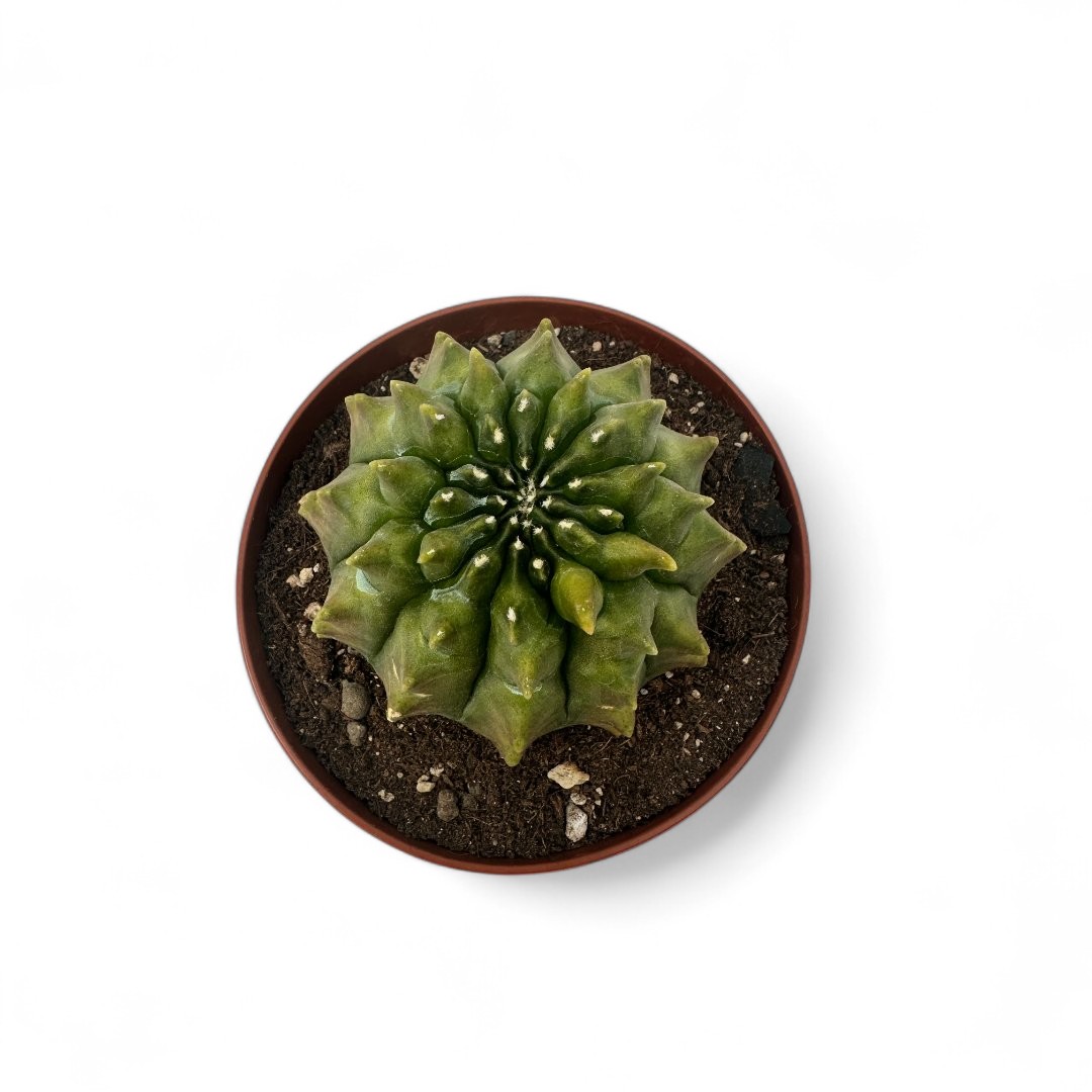 Gymnocalycium mihanovichii inermis mostruoso Ø 12