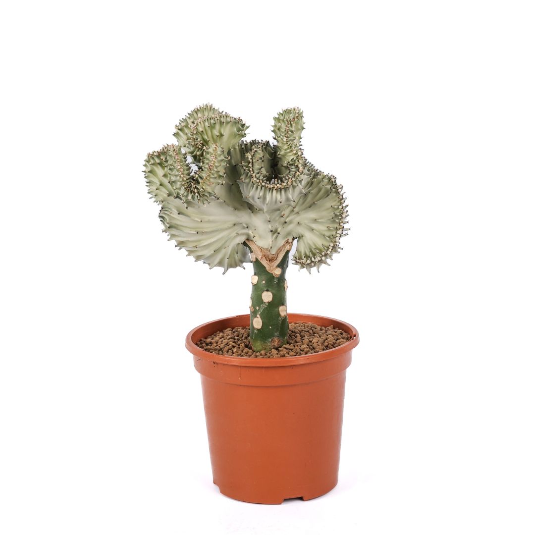 Euphorbia lactea variegata f. Crestata Ø 17