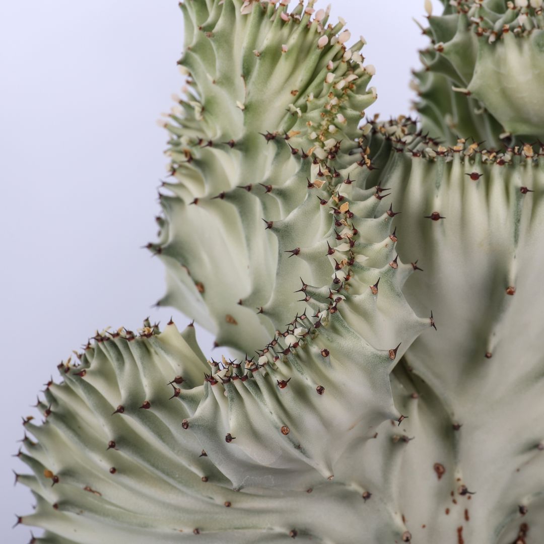 Euphorbia lactea variegata f. Crestata Ø 17