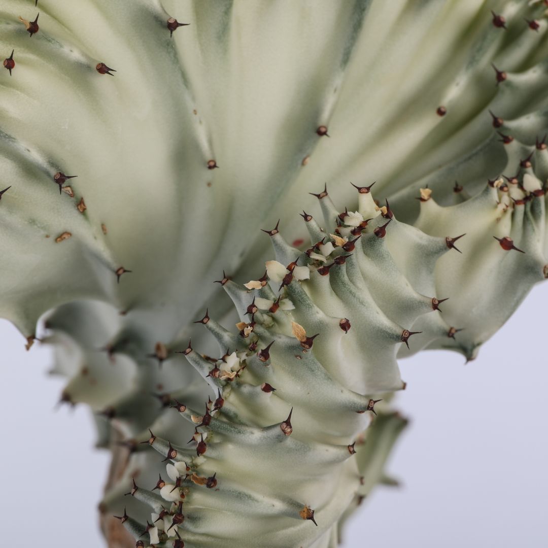 Euphorbia lactea variegata f. Crestata Ø 17