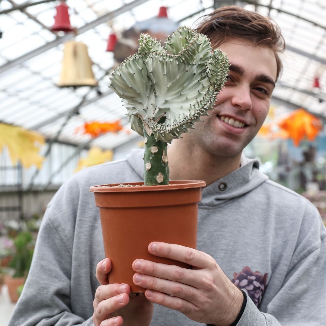 Euphorbia lactea variegata f. Crestata Ø 17
