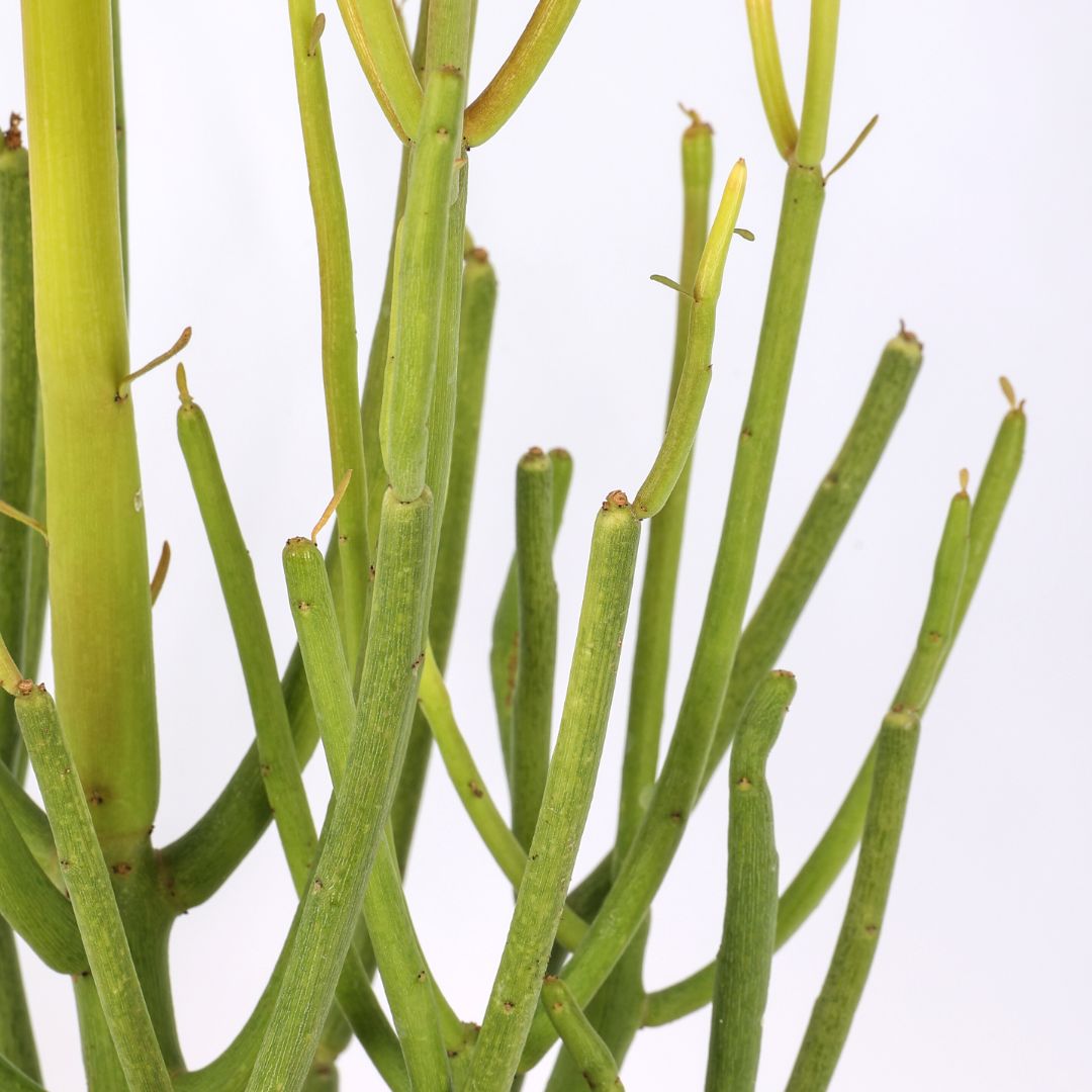 Euphorbia tirucalli 'Sticks of Fire' Ø 17 Euphorbia tirucalli 'Sticks of Fire' Ø 17
