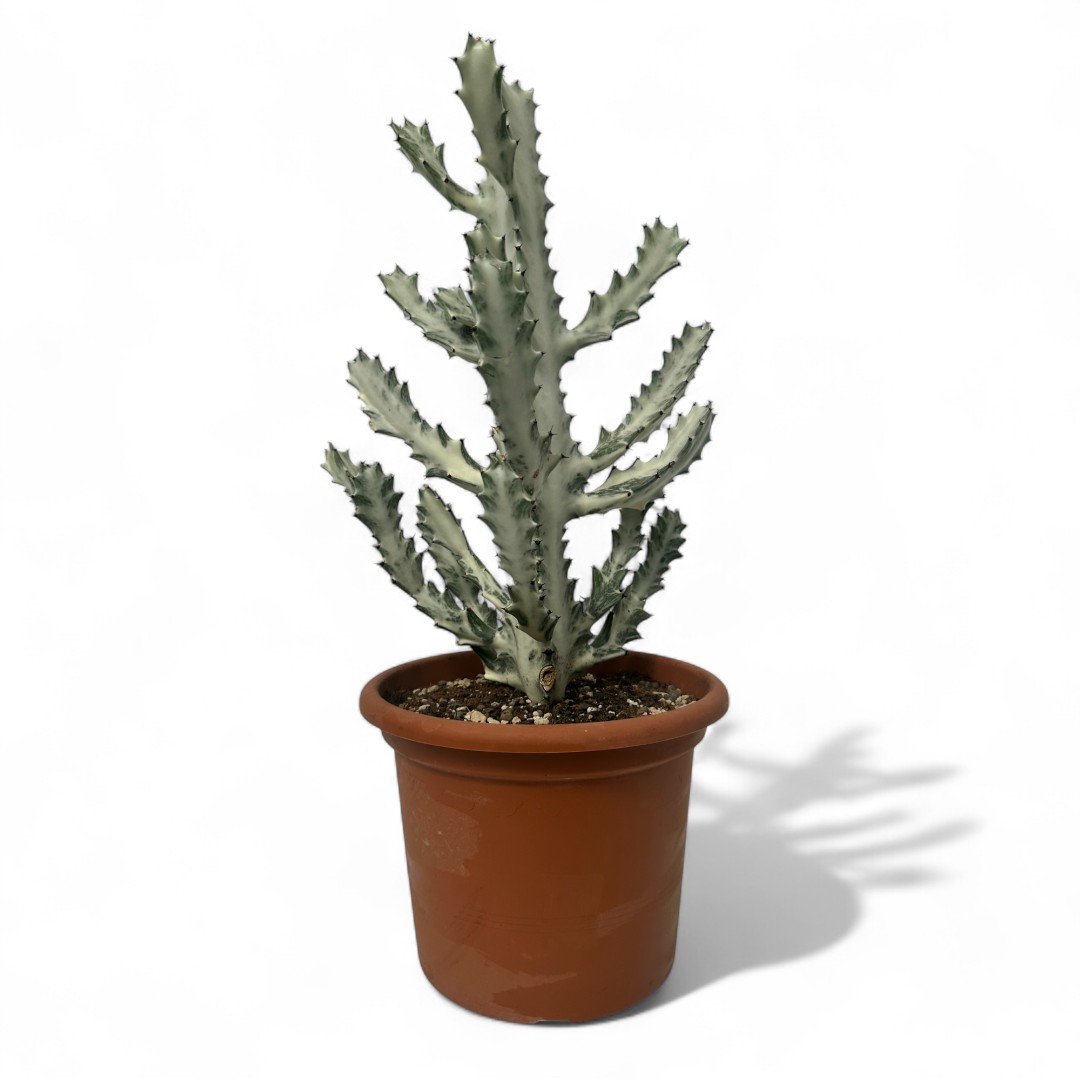Euphorbia lactea White Ghost Ø 25