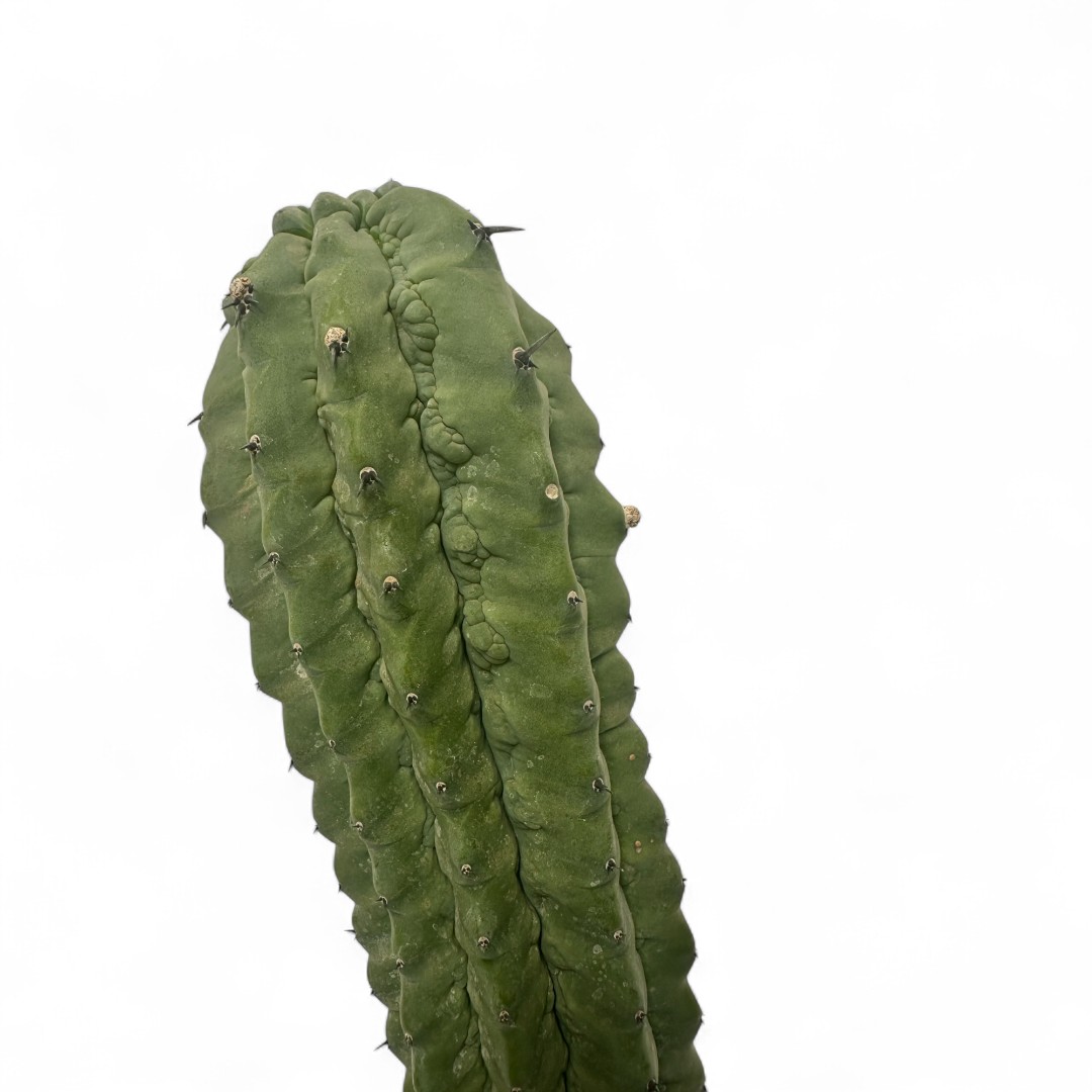 Myrtillocactus glorp Ø 17