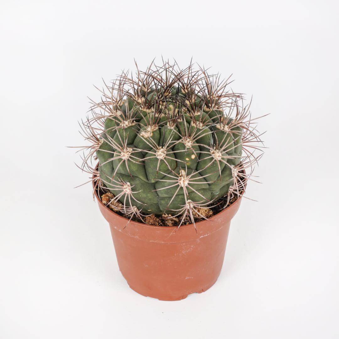 Gymnocalycium saglionis Ø 13