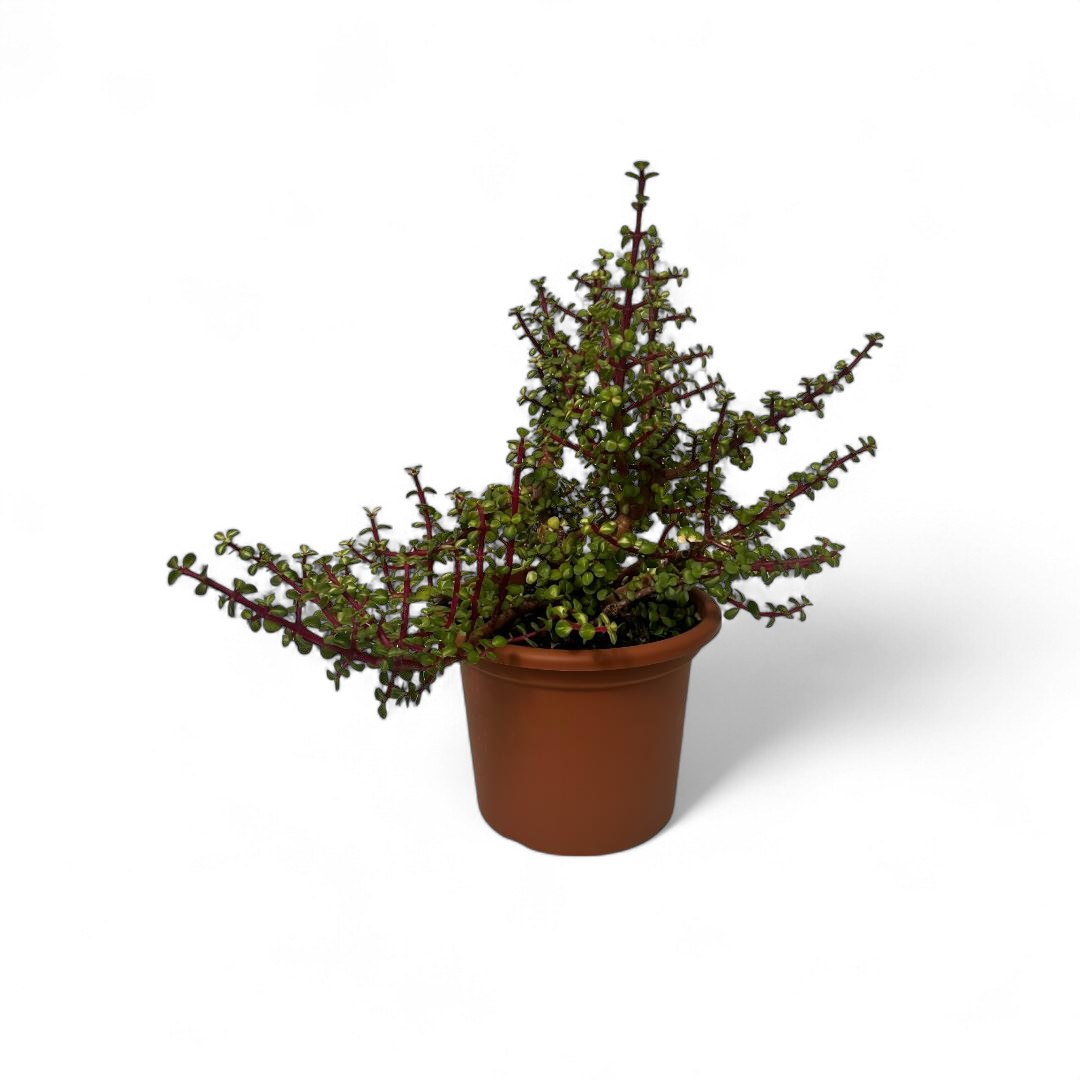 Portulacaria afra mediopicta Ø 25