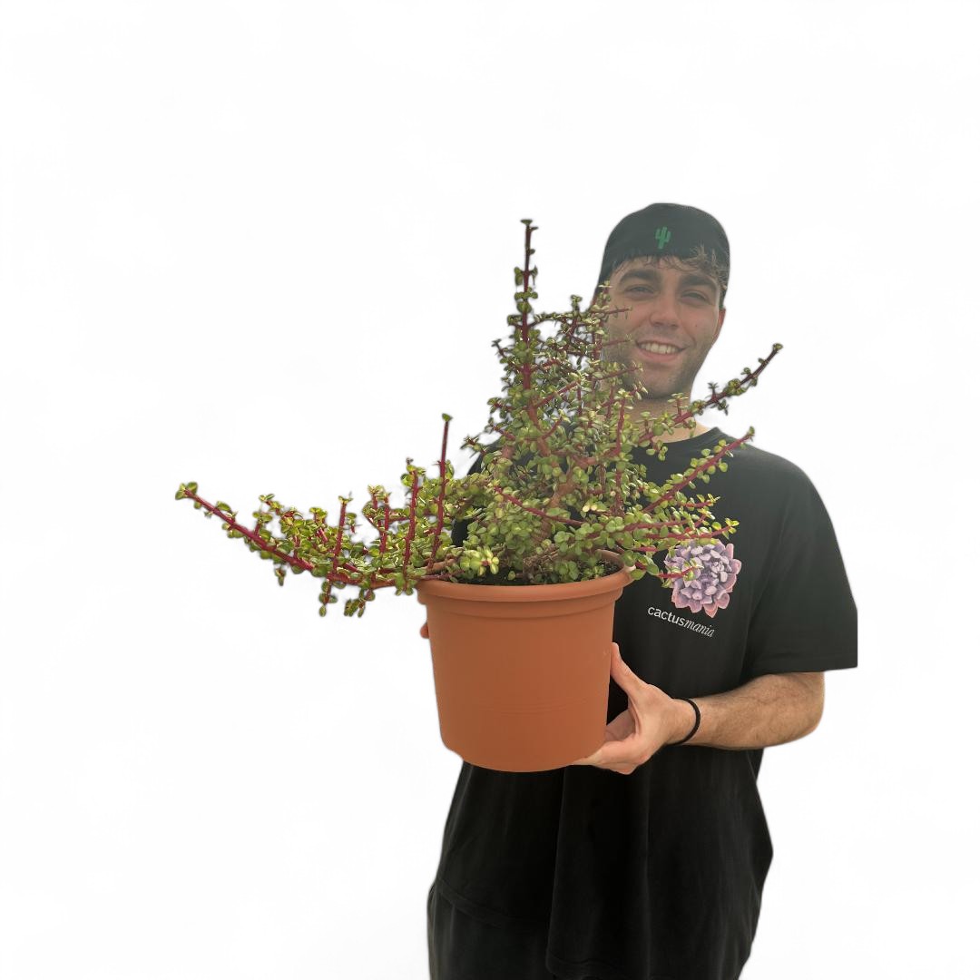 Portulacaria afra mediopicta Ø 25