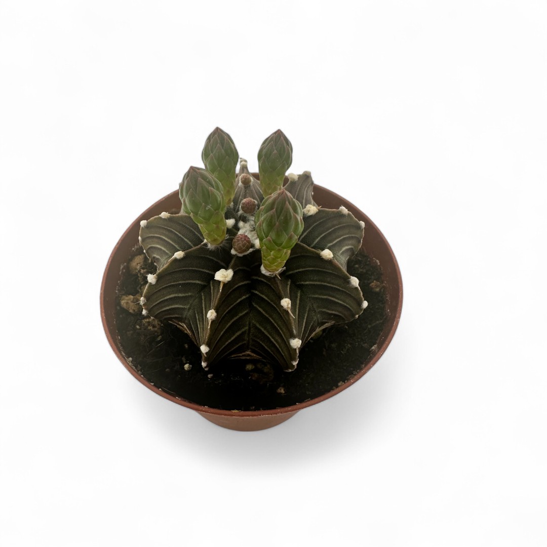 Gymnocalycium mihanovichii Ø 7,5 Gymnocalycium mihanovichii Ø 7,5
