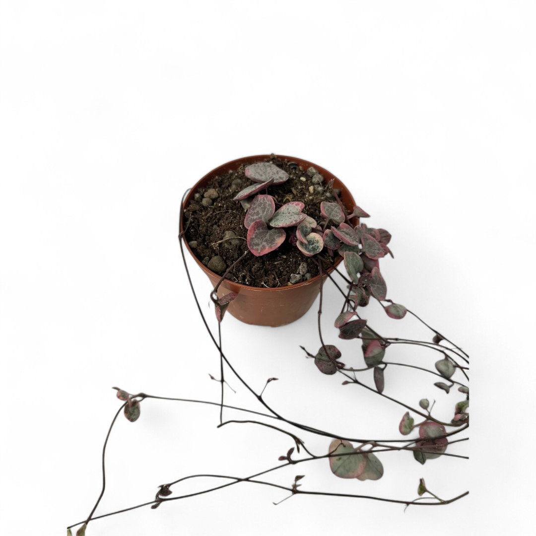 Ceropegia woodii variegata Ø 10,5