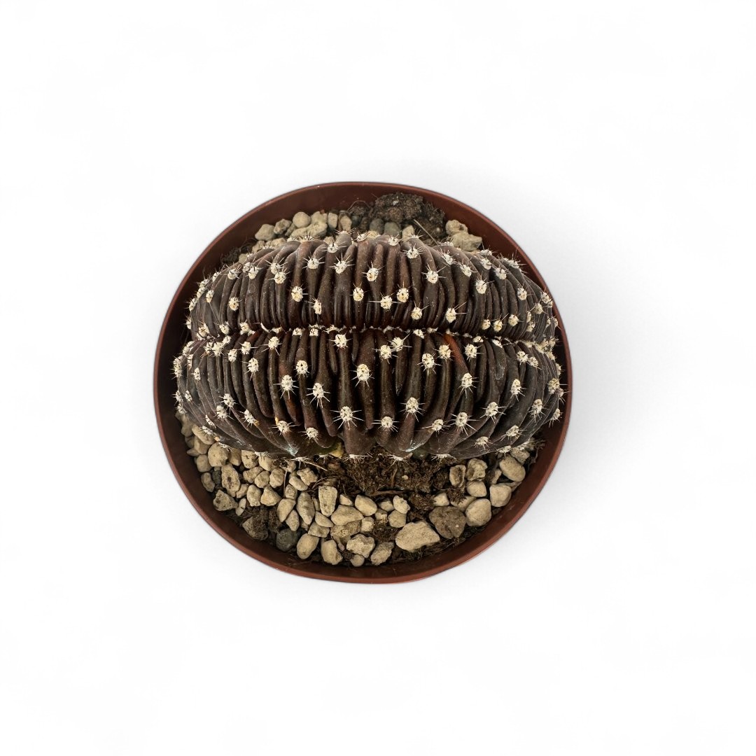 Echinopsis chocolate Ø 12