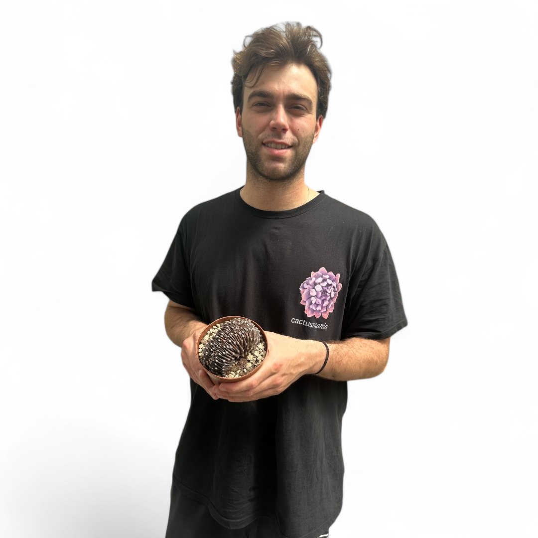 Echinopsis chocolate Ø 12