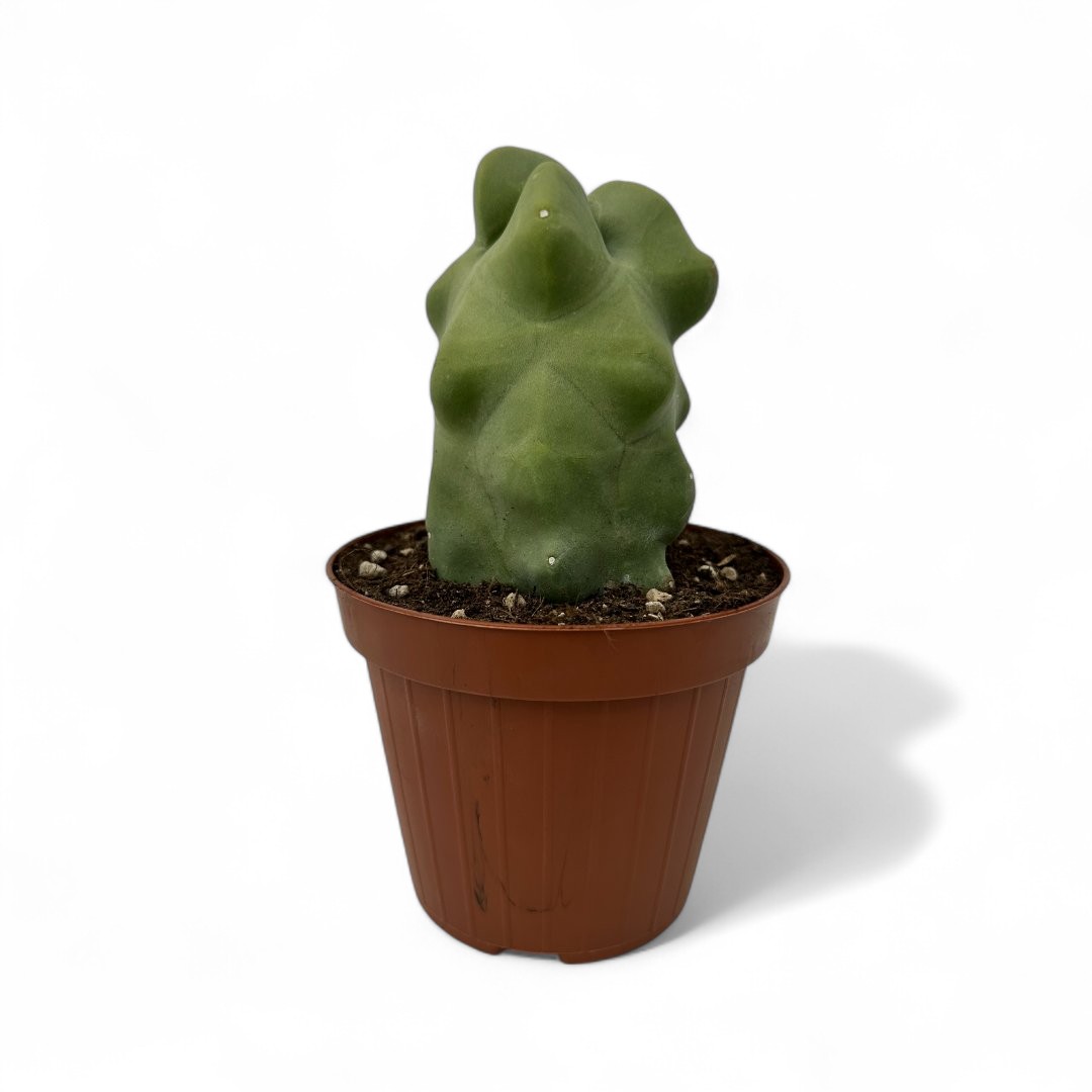 Lophocereus schotti mostruoso Ø 12