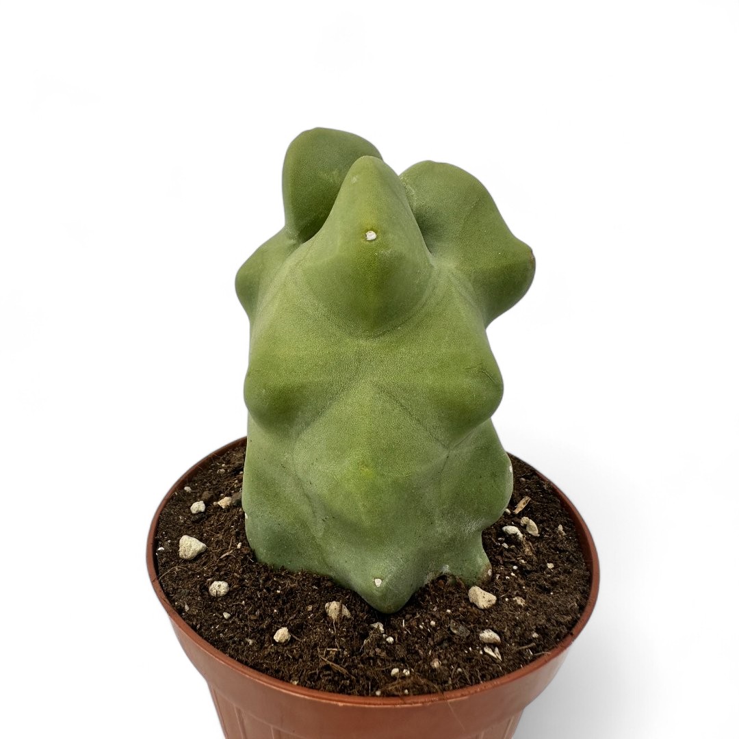 Lophocereus schotti mostruoso Ø 12
