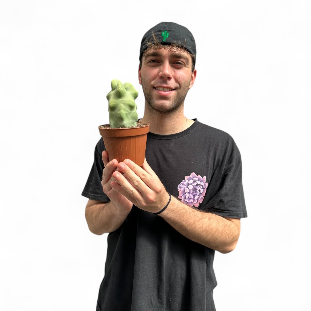 Lophocereus schotti mostruoso Ø 12