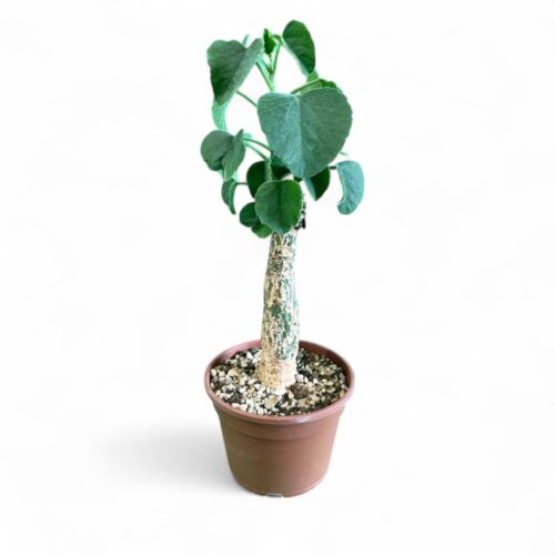 Adenia keramanthus Ø 16 cm
