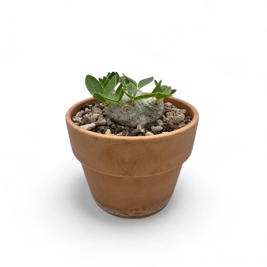 Pachypodium brevicaule Ø 12 cm