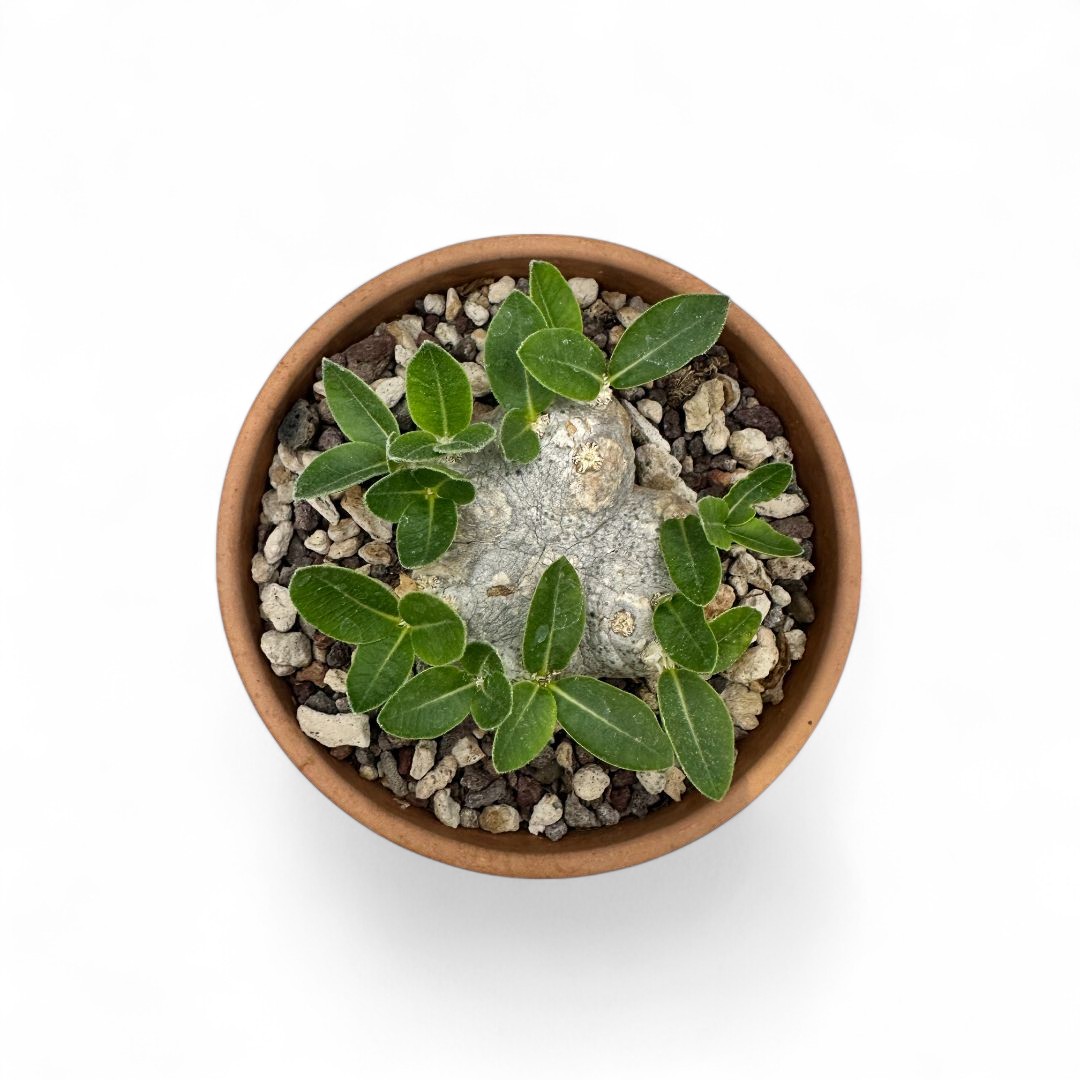 Pachypodium brevicaule Ø 12 cm