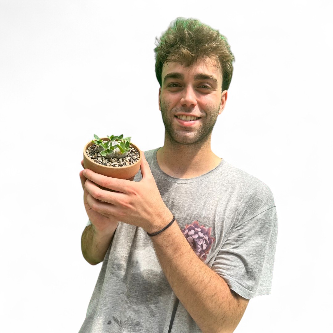 Pachypodium brevicaule Ø 12 cm