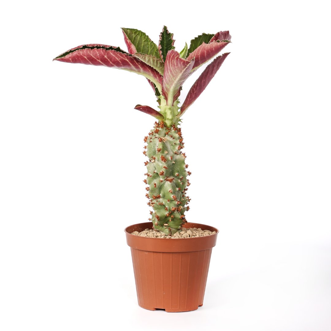 Monadenium spectabile Ø 12 cm