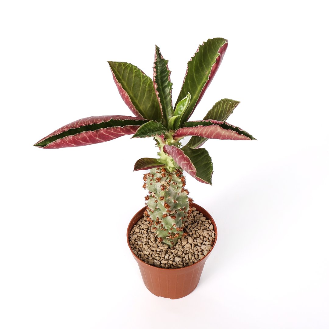 Monadenium spectabile Ø 12 cm