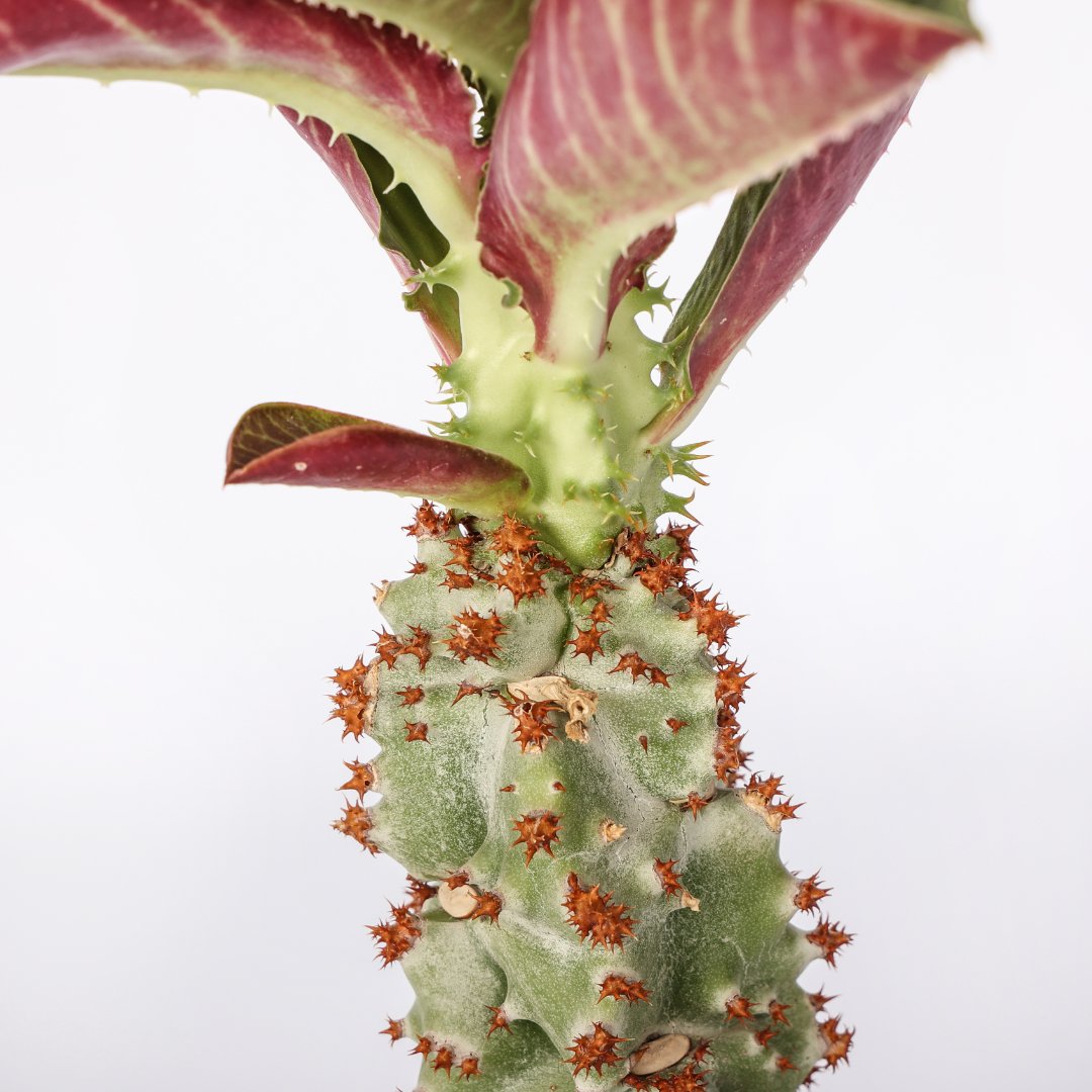 Monadenium spectabile Ø 12 cm