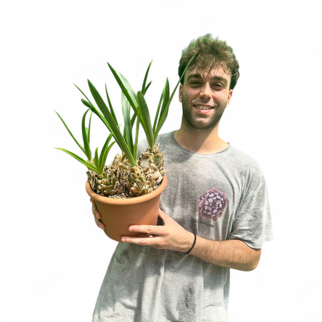Urginea epigea Ø 25 cm