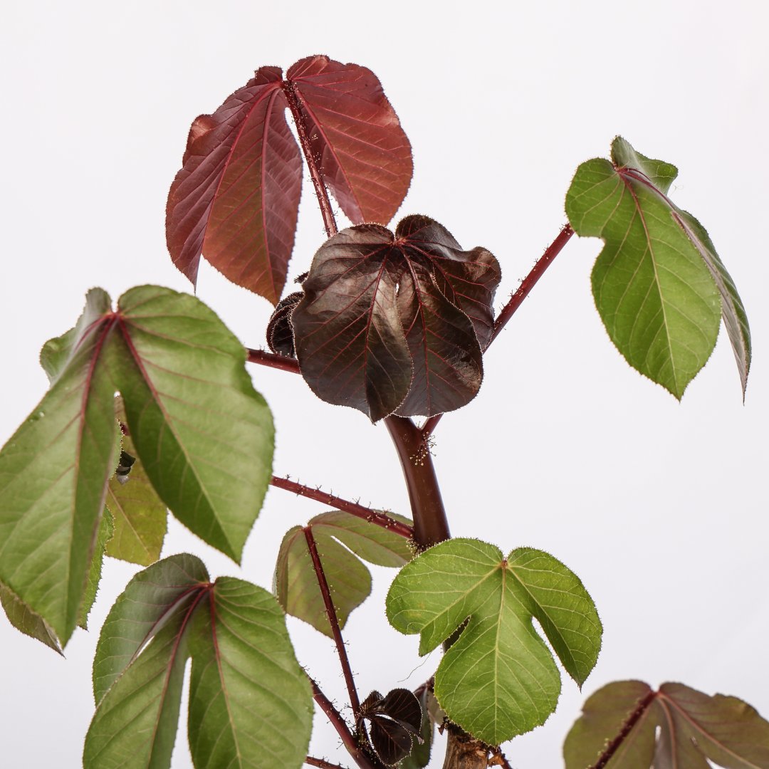 Jatropha gossypiifolia Ø 12 cm