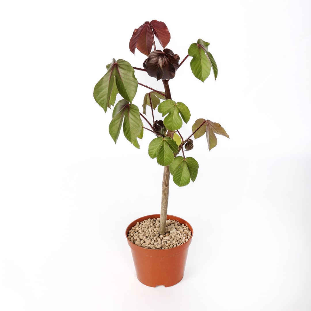 Jatropha gossypiifolia Ø 12 cm