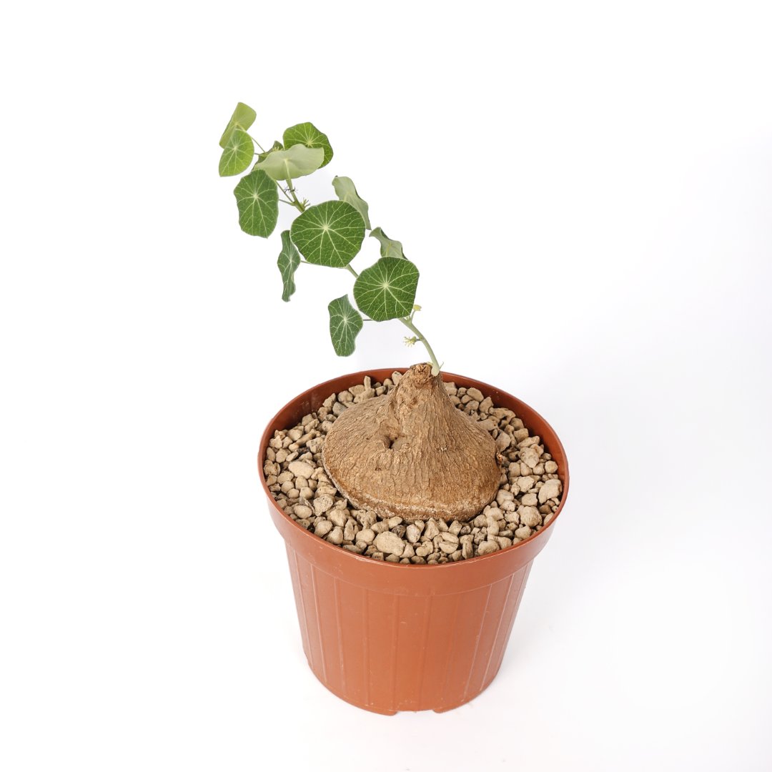 Stephania erecta Ø 12 cm