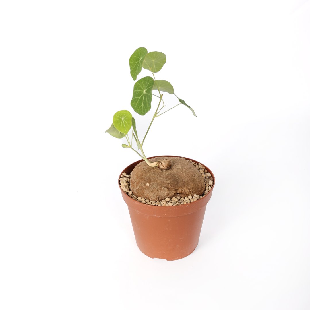 Stephania erecta Ø 14 cm