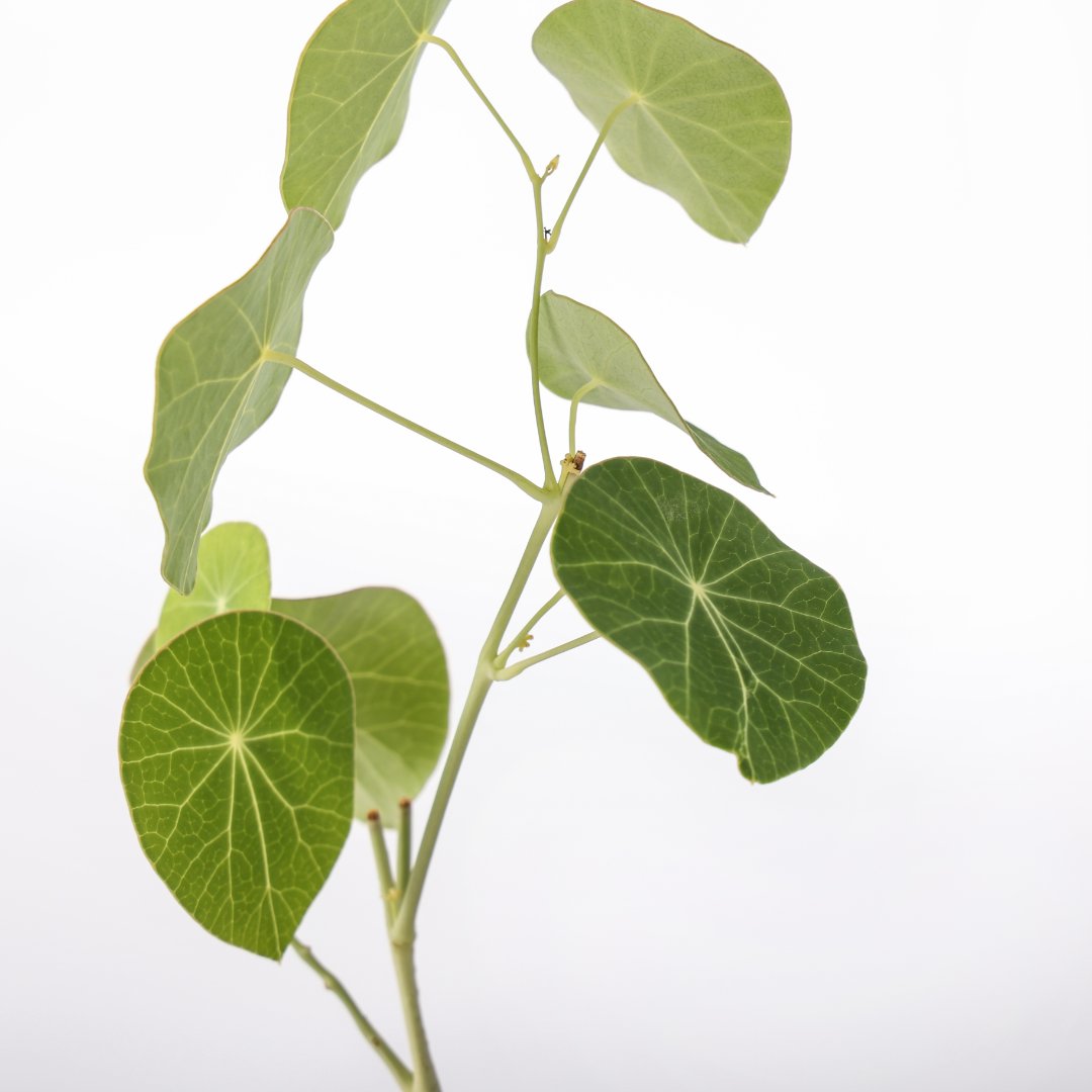Stephania erecta Ø 14 cm