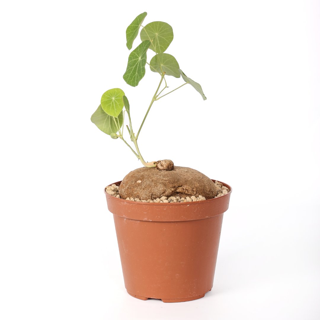 Stephania erecta Ø 14 cm