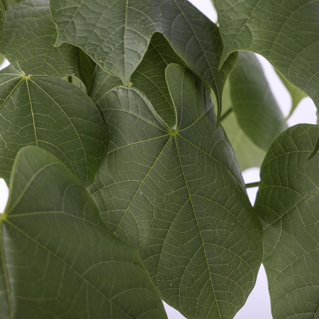Sterculia colorata Ø 12 cm