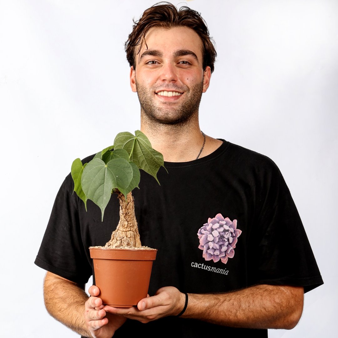 Sterculia colorata Ø 14 cm