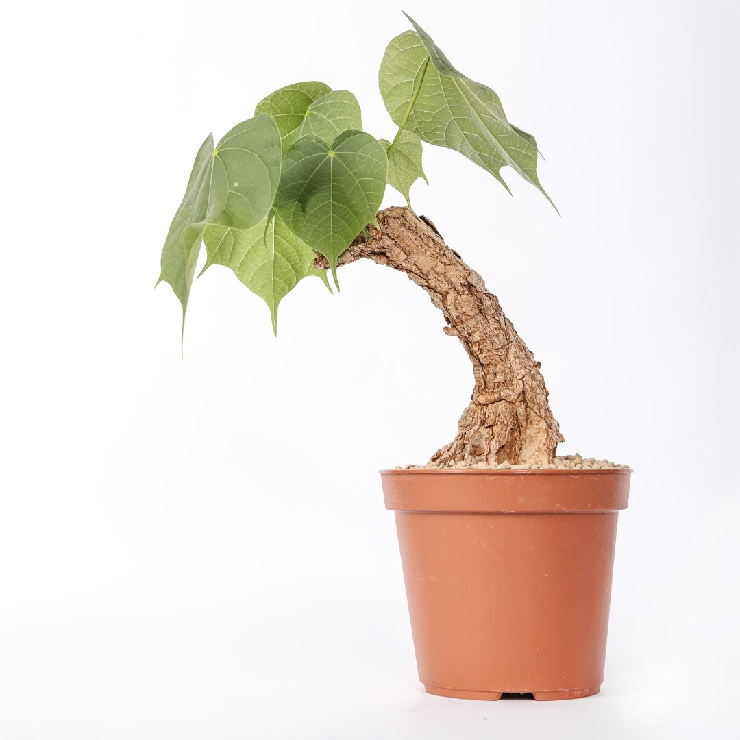 Sterculia colorata Ø 14 cm
