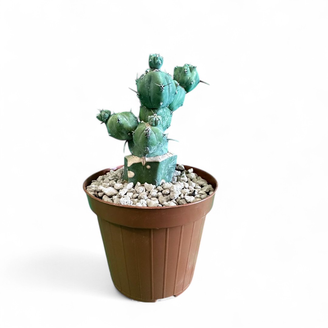Myrtillocactus geometrizans 'Stacker' Ø 12 cm