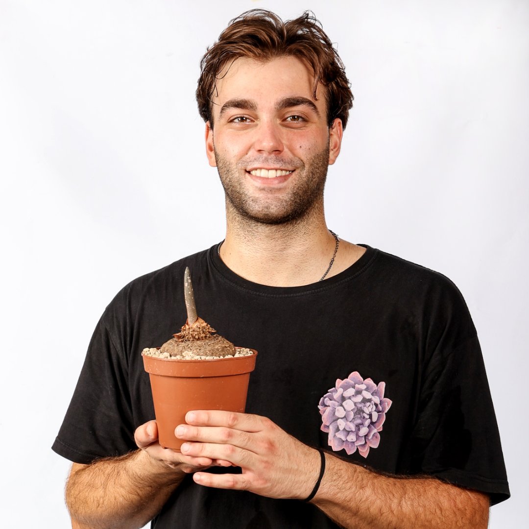 Amorphophallus paeoniifolius nicholson Ø 14 cm