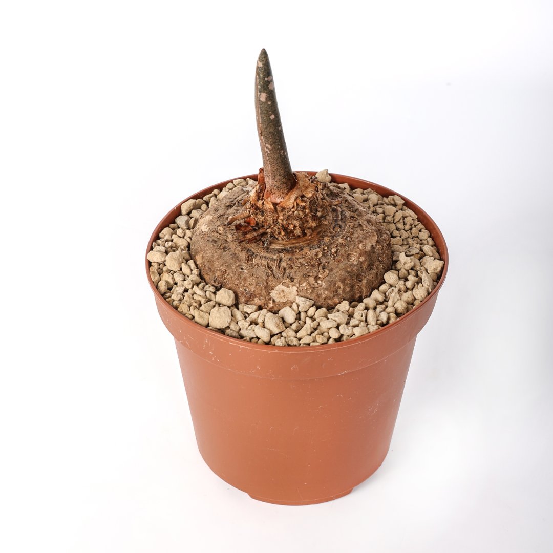 Amorphophallus paeoniifolius nicholson Ø 14 cm