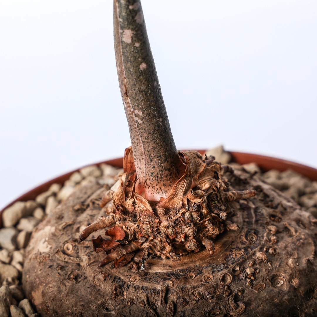 Amorphophallus paeoniifolius nicholson Ø 14 cm
