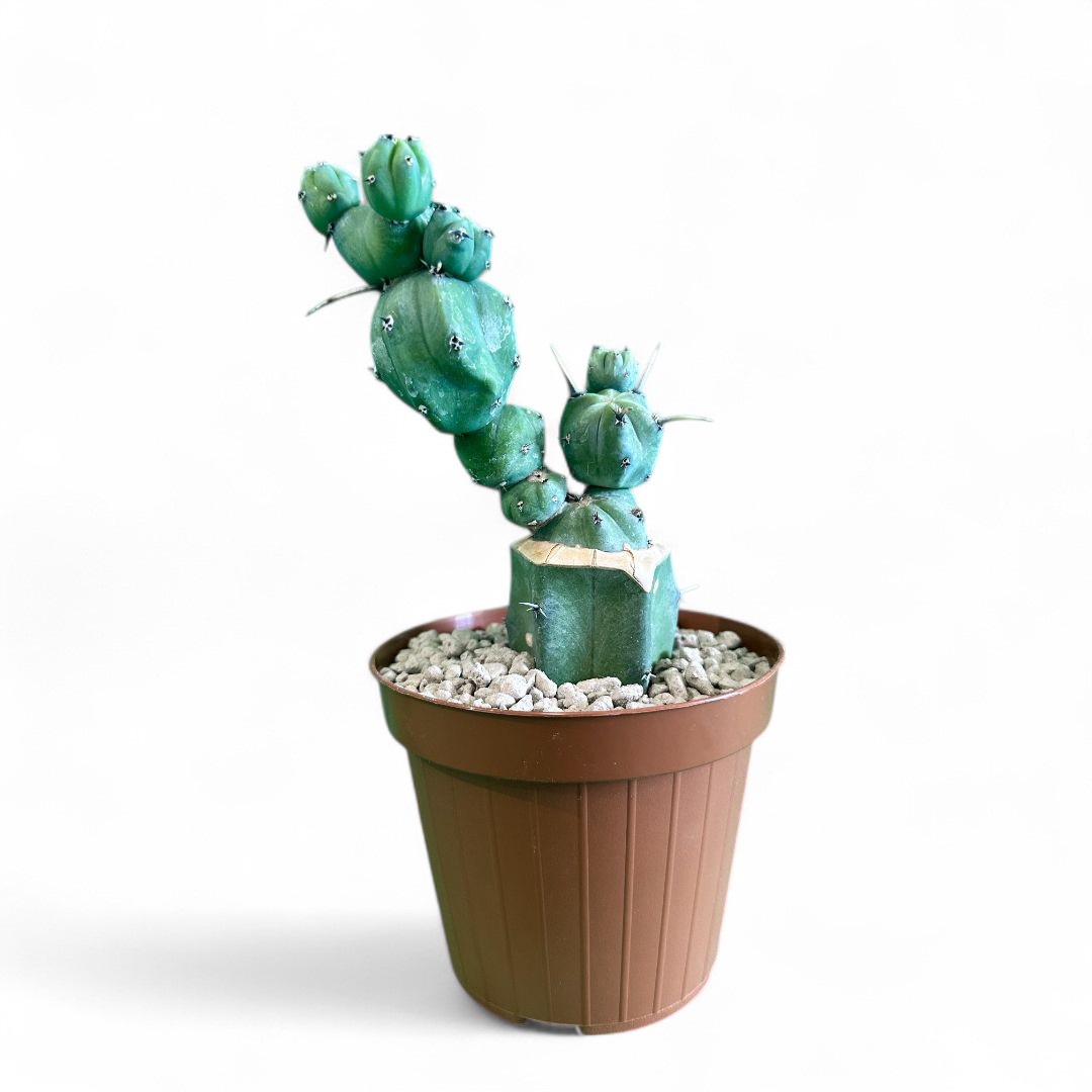 Myrtillocactus geometrizans 'Stacker' Ø 12 cm