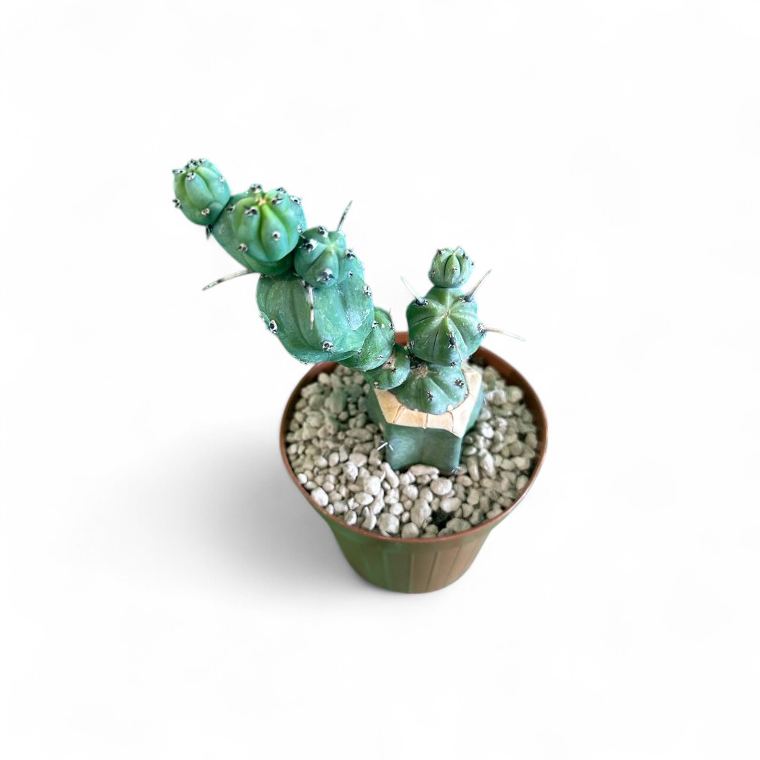Myrtillocactus geometrizans 'Stacker' Ø 12 cm
