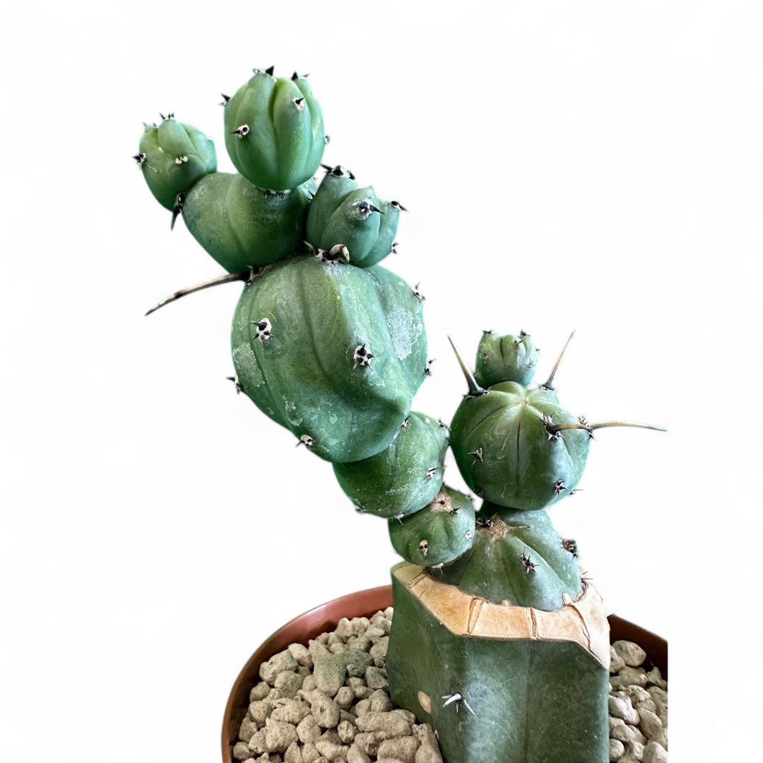 Myrtillocactus geometrizans 'Stacker' Ø 12 cm