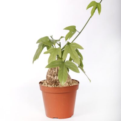 Adenia viridiflora Ø 14 cm