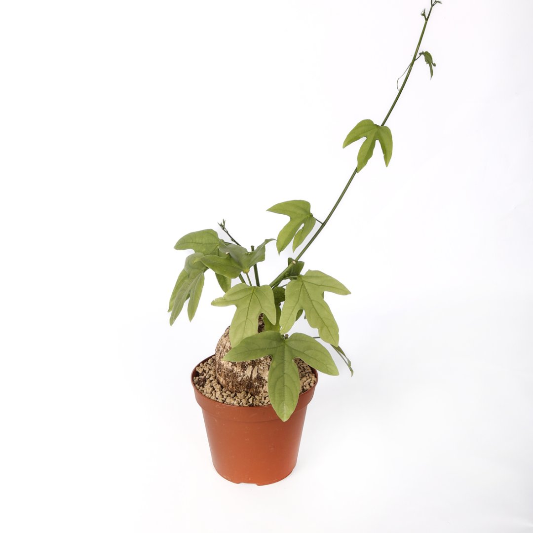 Adenia viridiflora Ø 14 cm