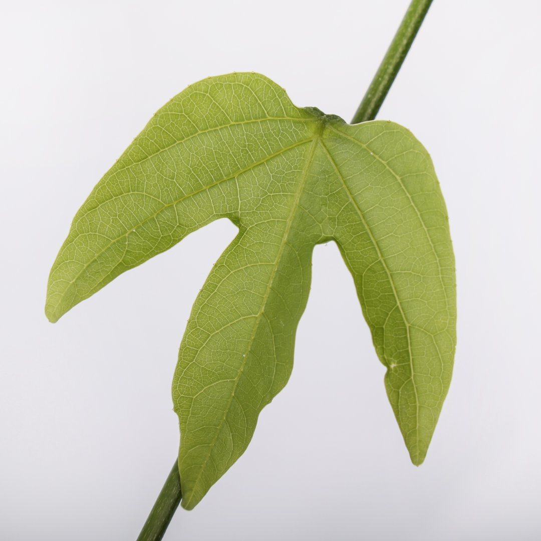 Adenia viridiflora Ø 14 cm