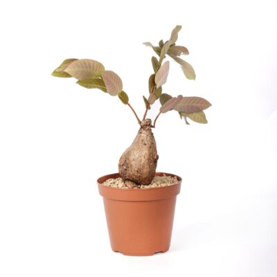 Phyllanthus mirabilis Ø 14 cm