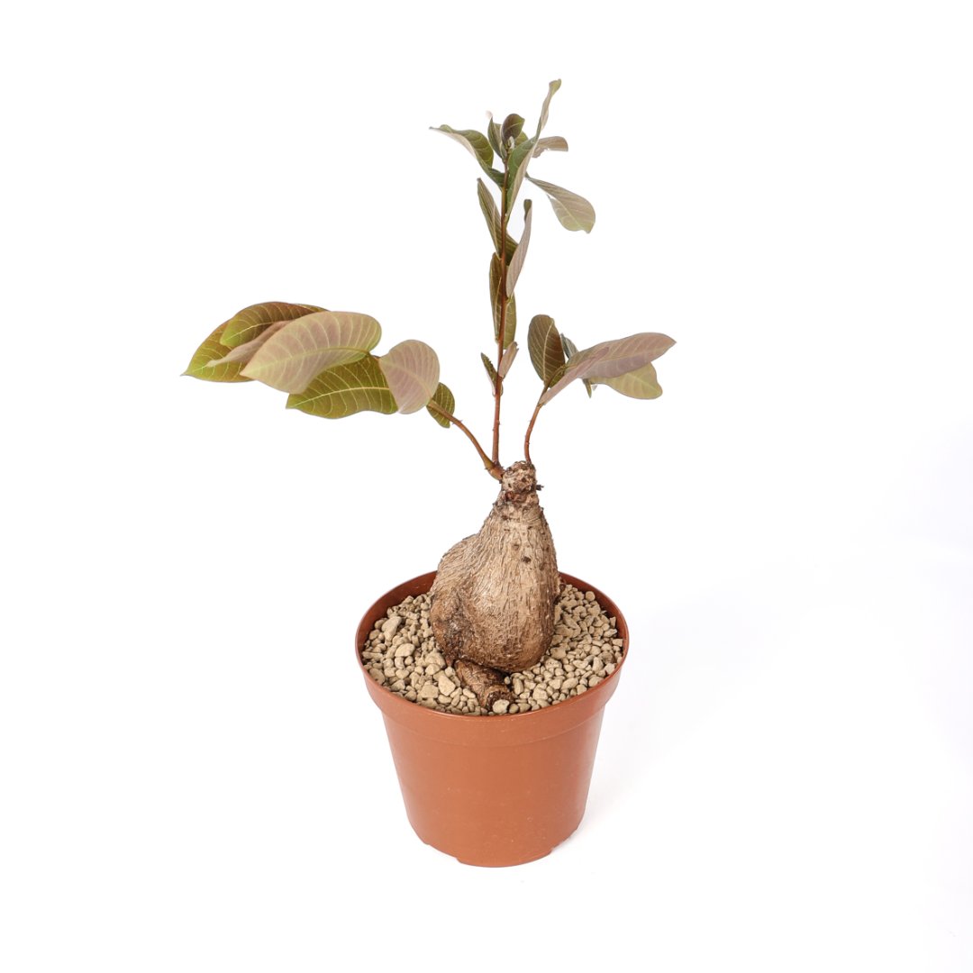 Phyllanthus mirabilis Ø 14 cm