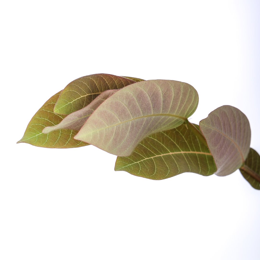 Phyllanthus mirabilis Ø 14 cm